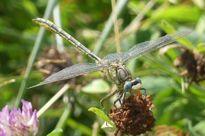 <i>Gomphus pulchellus</i>