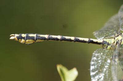 <i>Ophiogomphus cecilia</i>