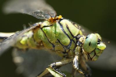 <i>Ophiogomphus cecilia</i>