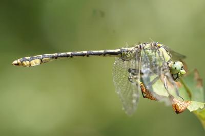 <i>Ophiogomphus cecilia</i>