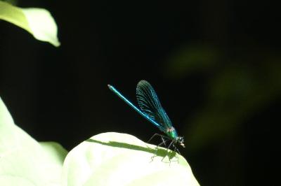 <i>Calopteryx splendens</i>
