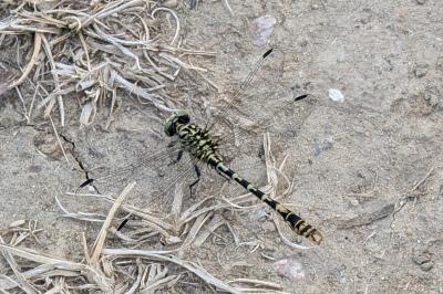 <i>Onychogomphus forcipatus</i>
