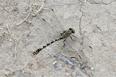<i>Onychogomphus forcipatus</i>