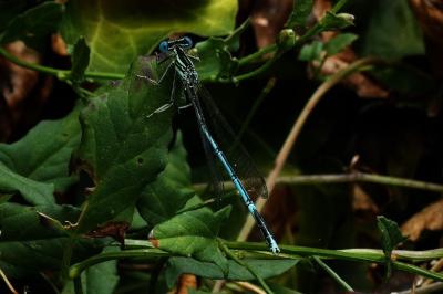 <i>Platycnemis pennipes</i>