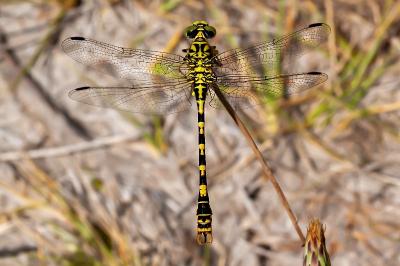 <i>Onychogomphus forcipatus</i>
