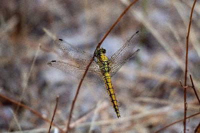 <i>Orthetrum cancellatum</i>