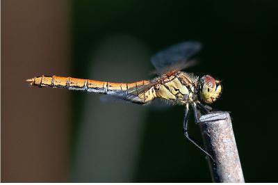 <i>Sympetrum sanguineum</i>