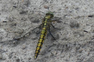 <i>Orthetrum cancellatum</i>