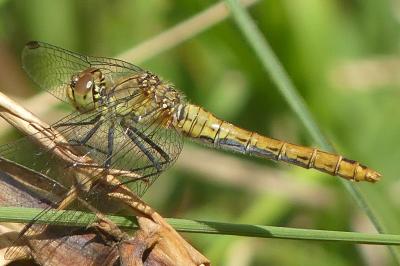 <i>Sympetrum sanguineum</i>