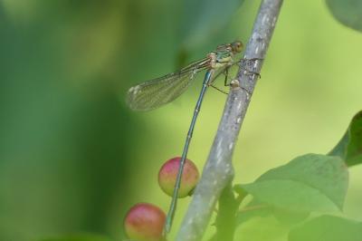 <i>Chalcolestes viridis</i>