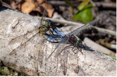 <i>Orthetrum cancellatum</i>