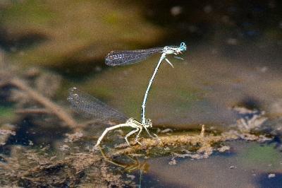 <i>Platycnemis pennipes</i>