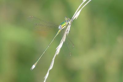 <i>Lestes virens</i>