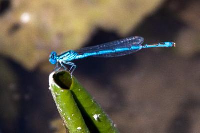 <i>Erythromma lindenii</i>