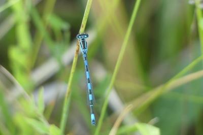 <i>Coenagrion mercuriale</i>