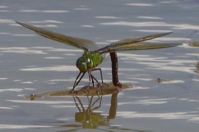 <i>Anax imperator</i>