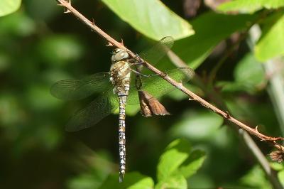 <i>Aeshna mixta</i>