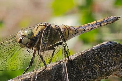 <i>Orthetrum cancellatum</i>