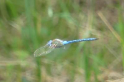 <i>Aeshna affinis</i>