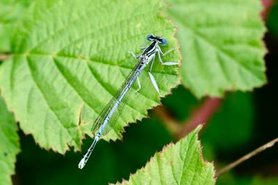 <i>Platycnemis pennipes</i>