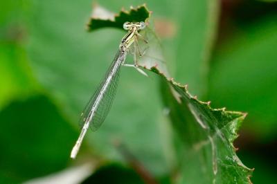 <i>Platycnemis pennipes</i>