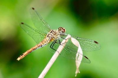 <i>Sympetrum sanguineum</i>