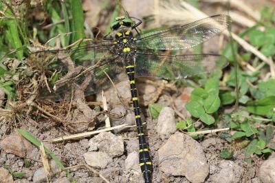<i>Cordulegaster boltonii</i>