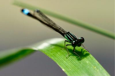 <i>Ischnura elegans</i>