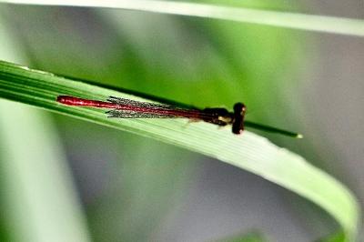 <i>Ceriagrion tenellum</i>