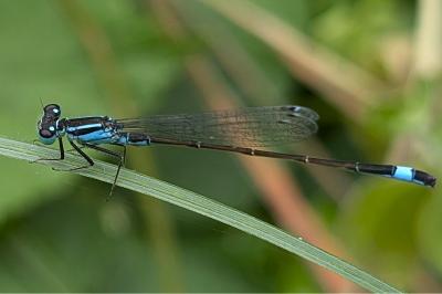 <i>Ischnura elegans</i>