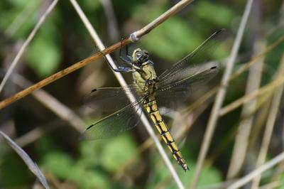 <i>Orthetrum cancellatum</i>