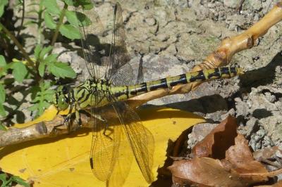 <i>Onychogomphus forcipatus</i>