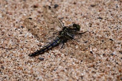 <i>Orthetrum cancellatum</i>