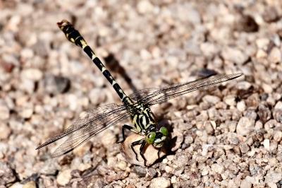 <i>Onychogomphus forcipatus</i>