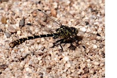 <i>Onychogomphus forcipatus</i>