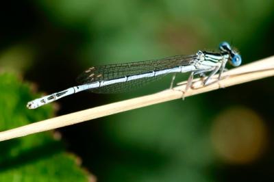 <i>Platycnemis pennipes</i>