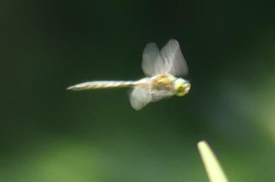 <i>Somatochlora flavomaculata</i>