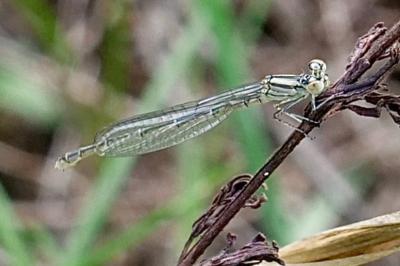 <i>Erythromma lindenii</i>