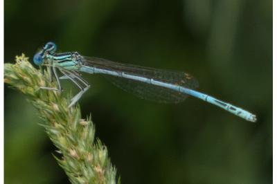 <i>Platycnemis pennipes</i>