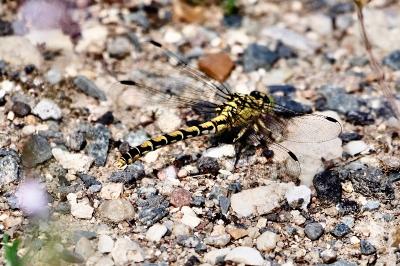 <i>Onychogomphus forcipatus</i>