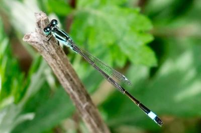 <i>Ischnura elegans</i>