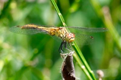 <i>Sympetrum sanguineum</i>