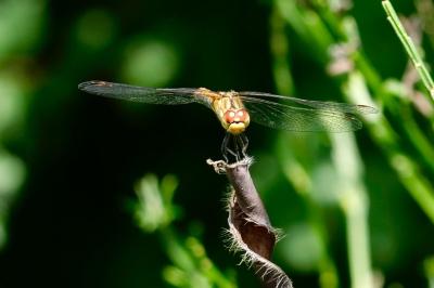 <i>Sympetrum sanguineum</i>