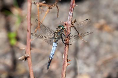 <i>Orthetrum cancellatum</i>