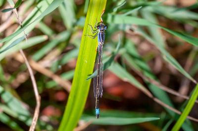 <i>Ischnura elegans</i>