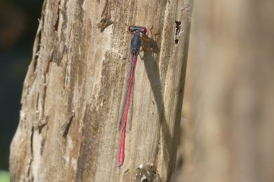 <i>Ceriagrion tenellum</i>