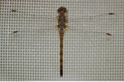 <i>Sympetrum striolatum</i>