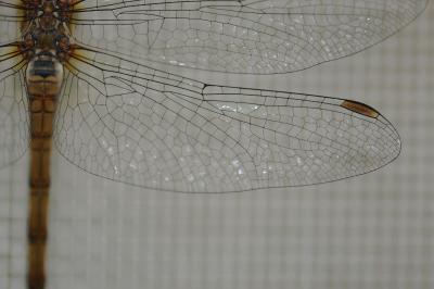 <i>Sympetrum striolatum</i>