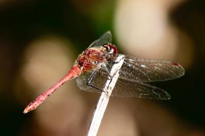 <i>Sympetrum sanguineum</i>