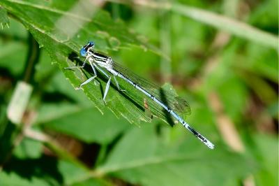 <i>Platycnemis pennipes</i>